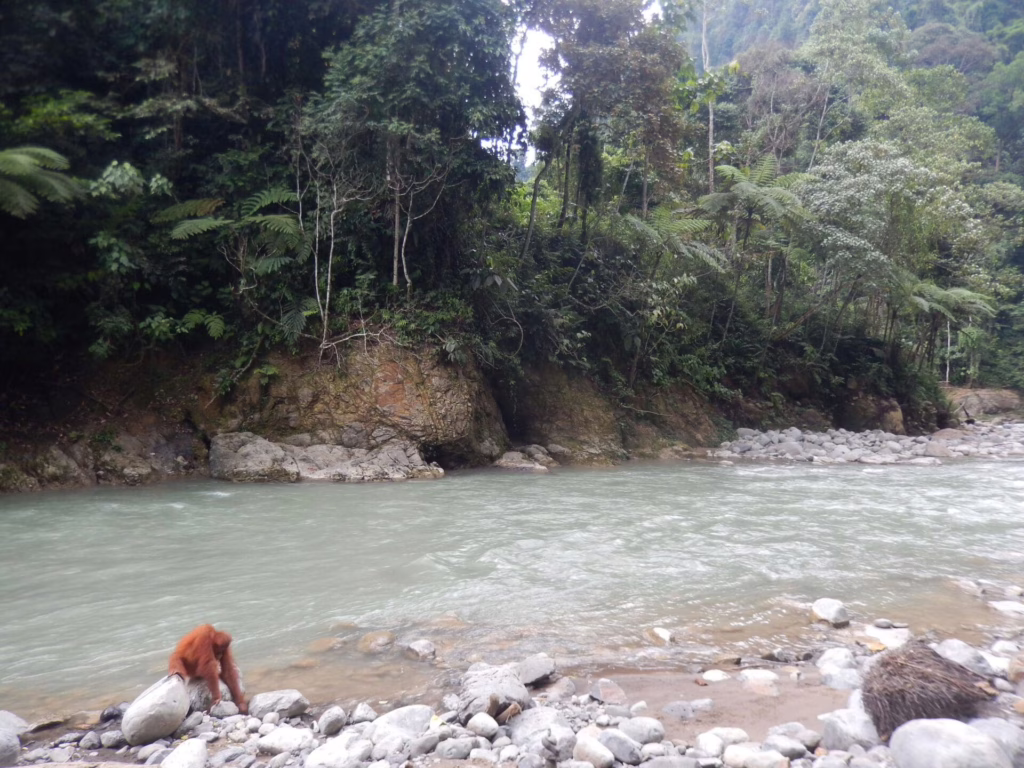 Bukit Lawang
