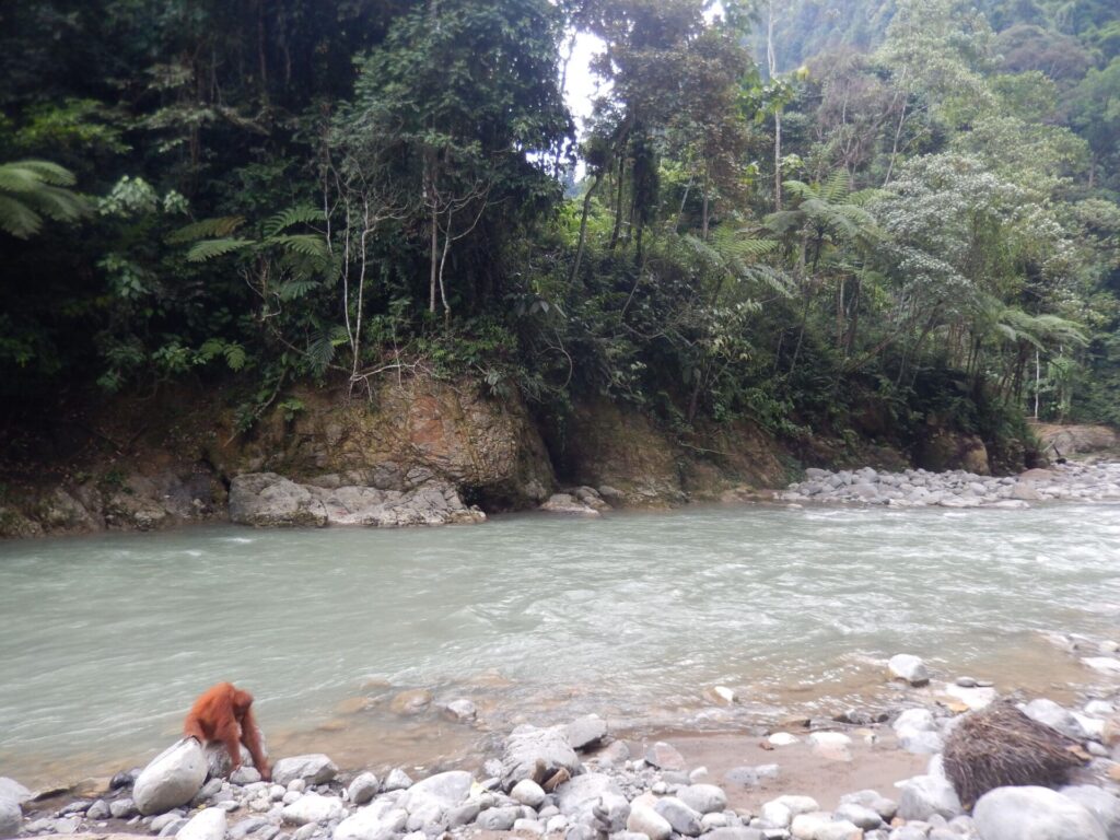 Bukit Lawang