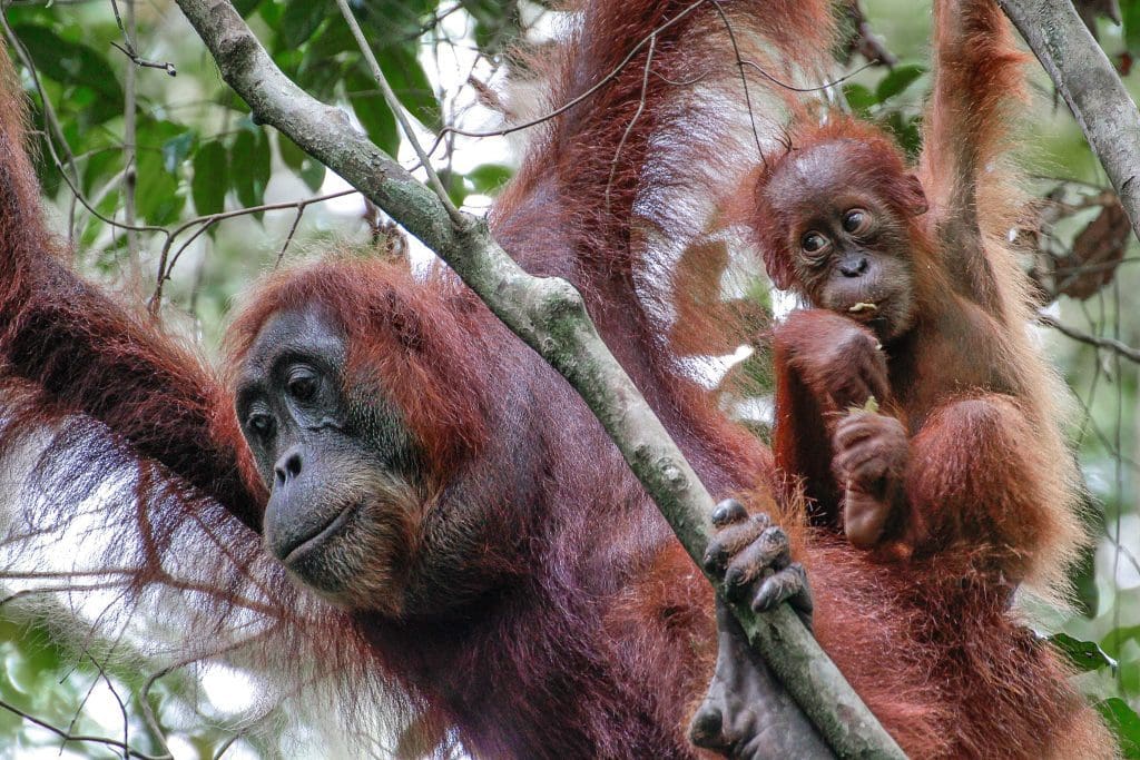 Bukit Lawang