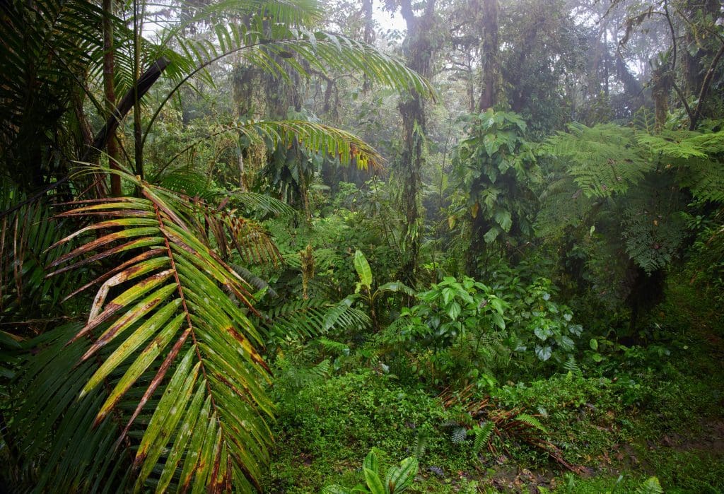 Bukit Lawang