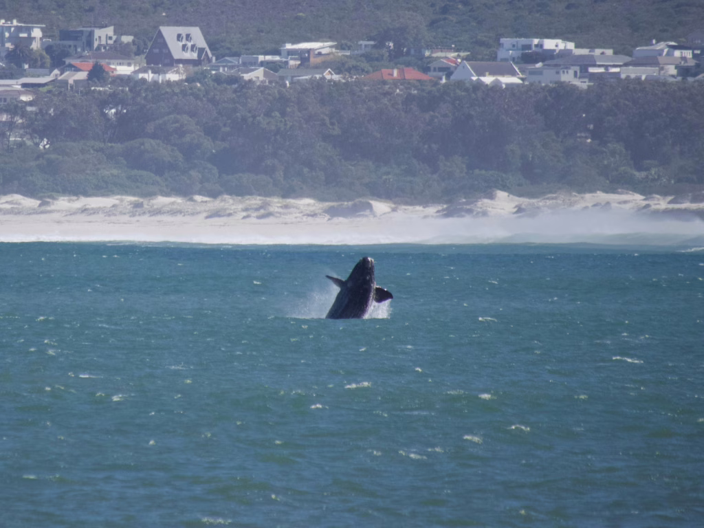 Hermanus