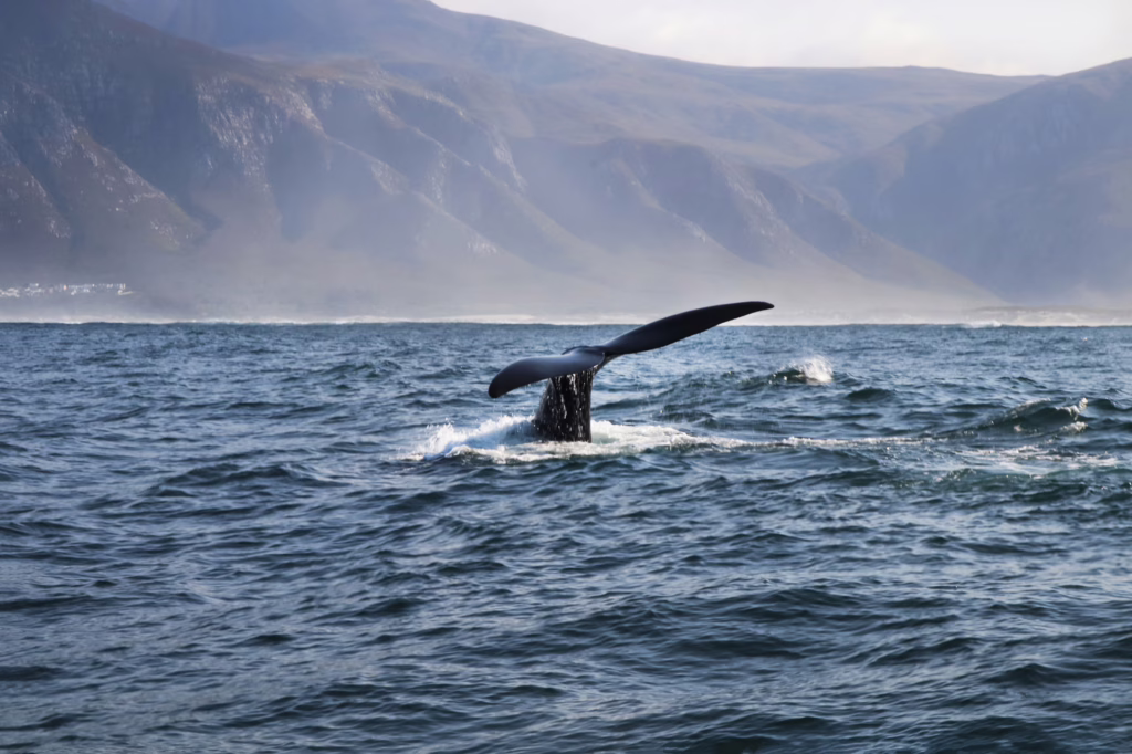 Hermanus