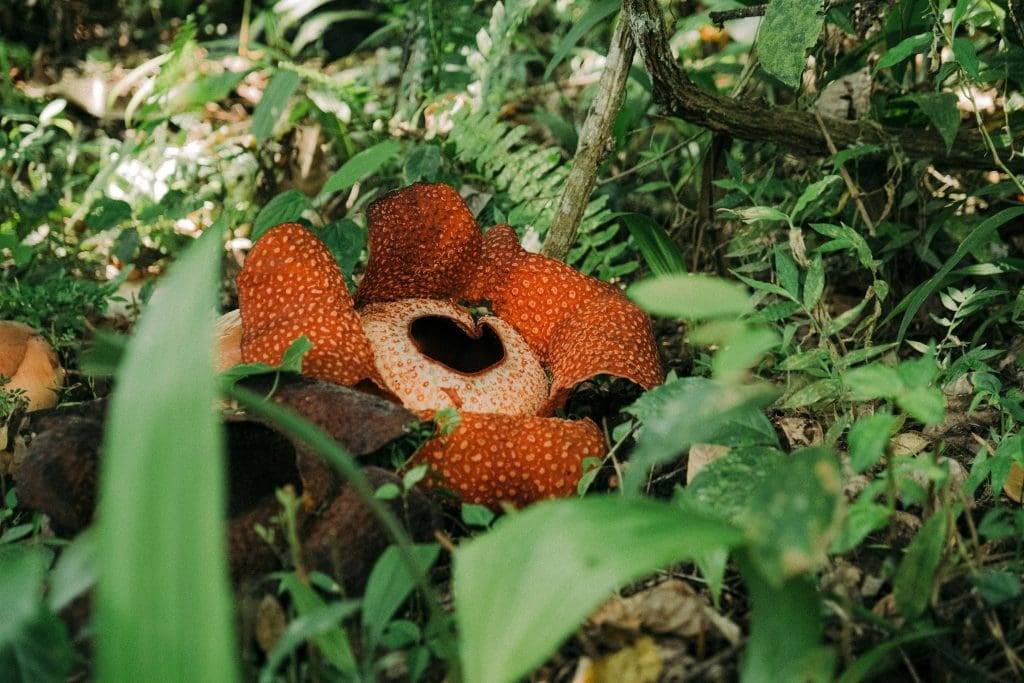 Ketambe