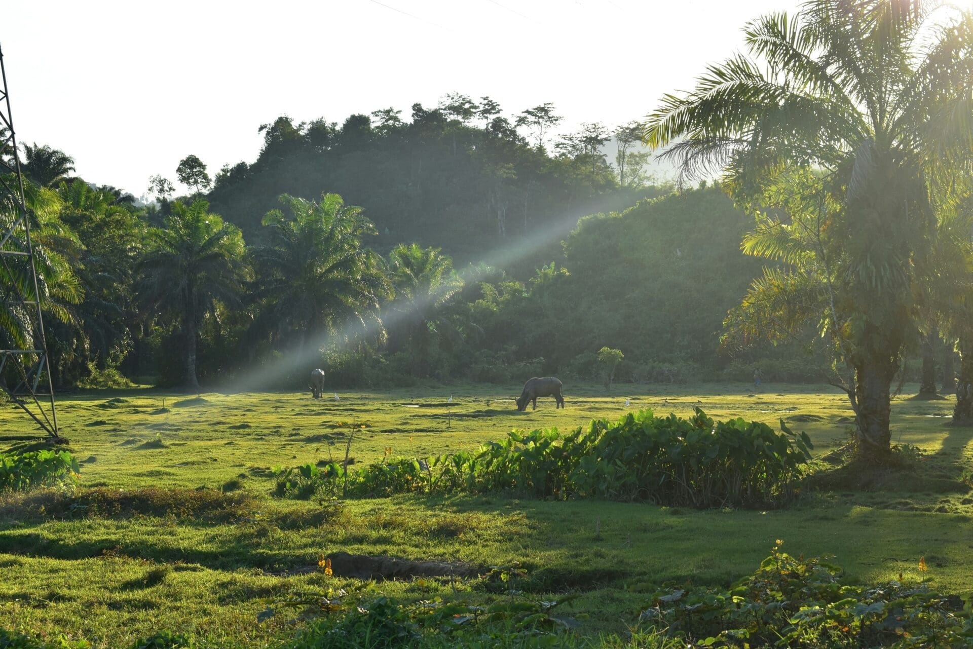 Khao Sok