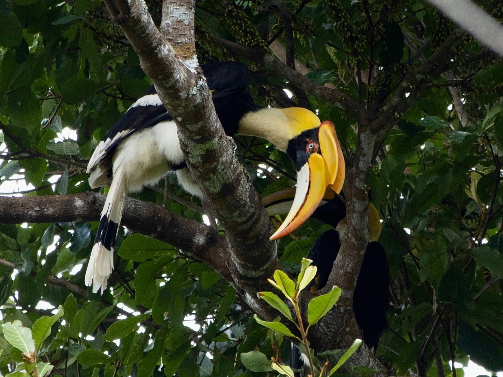 Khao Yai Nationaal Park