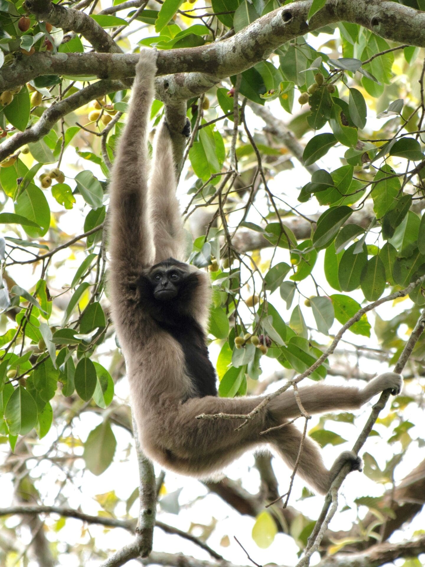 Khao Yai Nationaal Park
