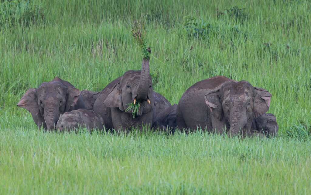 Khao Yai Nationaal Park