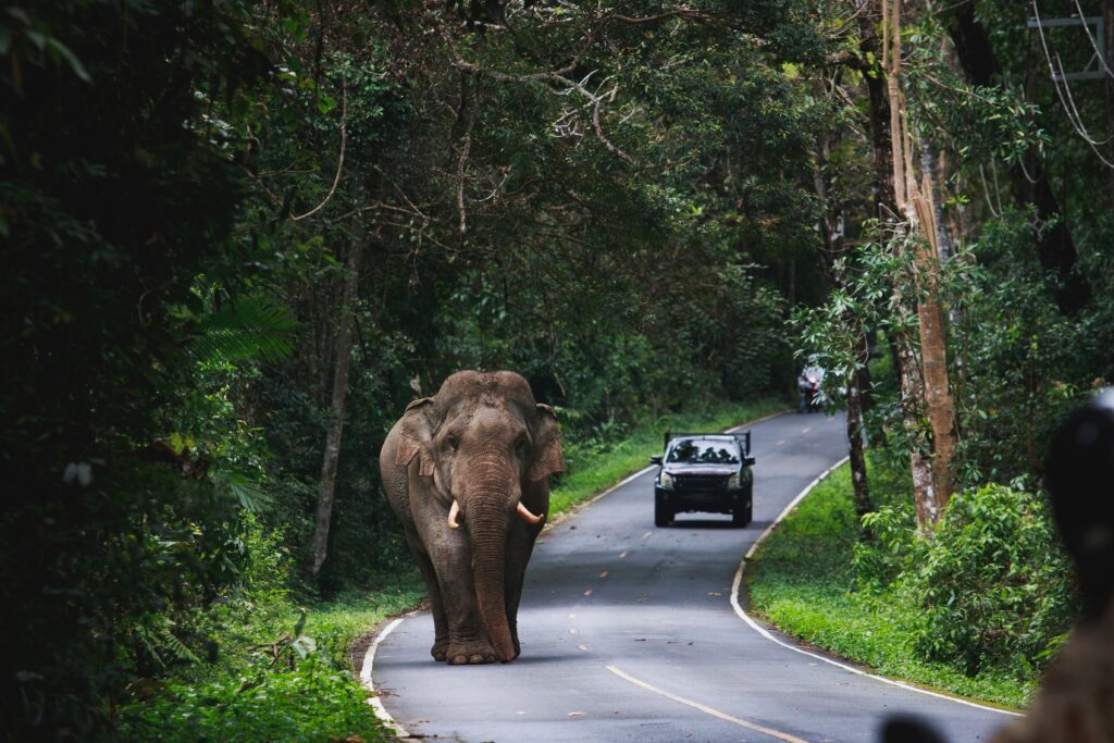 Khao Yai Nationaal Park