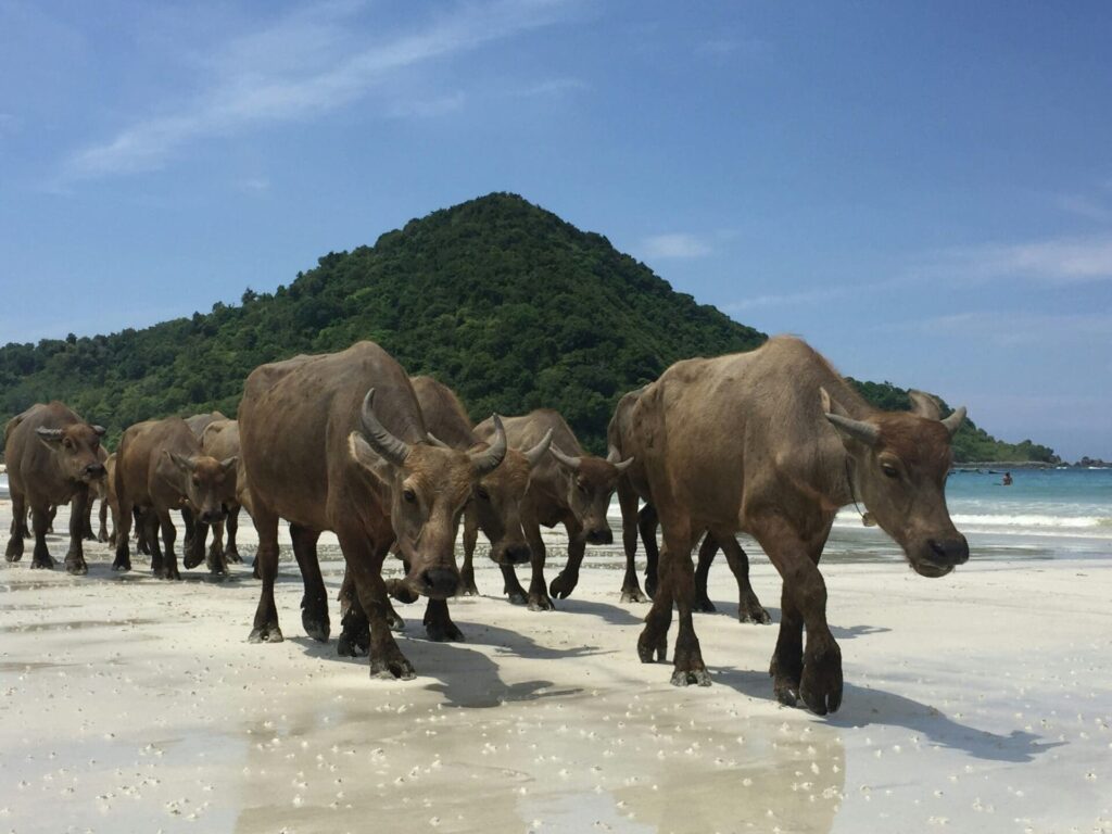 Kuta Lombok