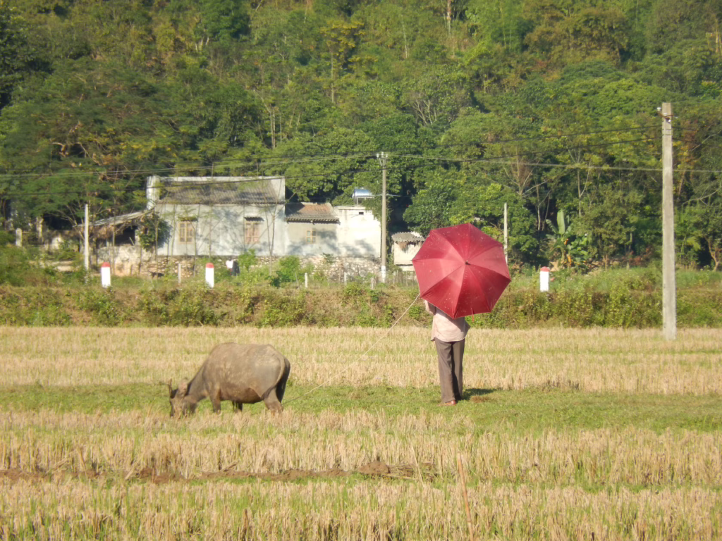 Mai Chau