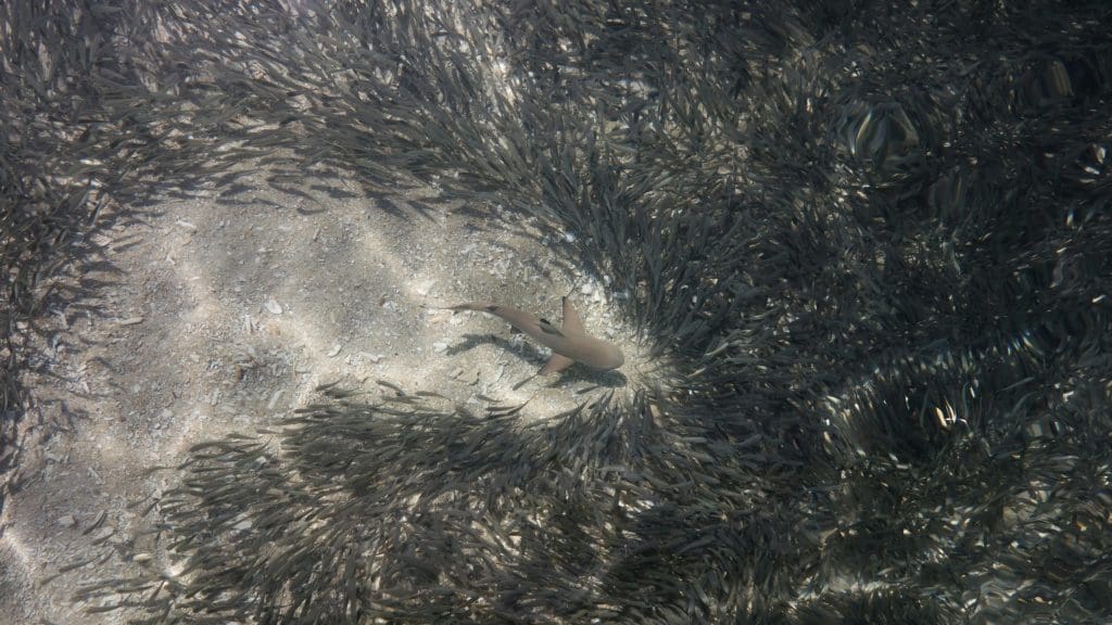 Pulau Perhentian