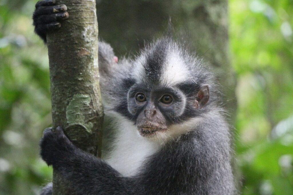 Bukit Lawang