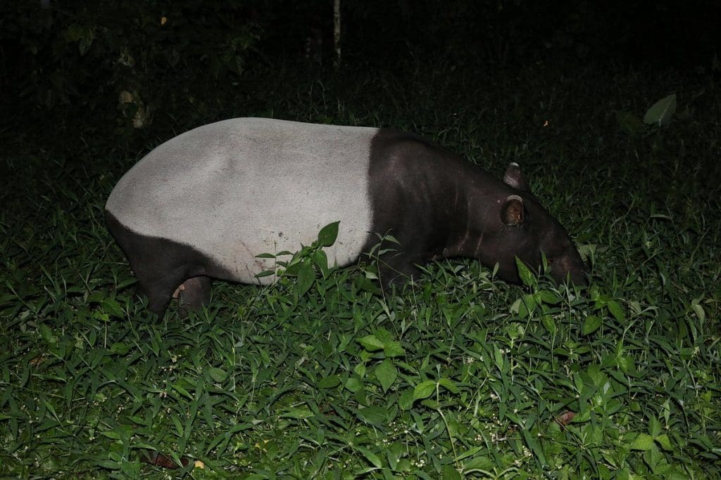 Taman Negara