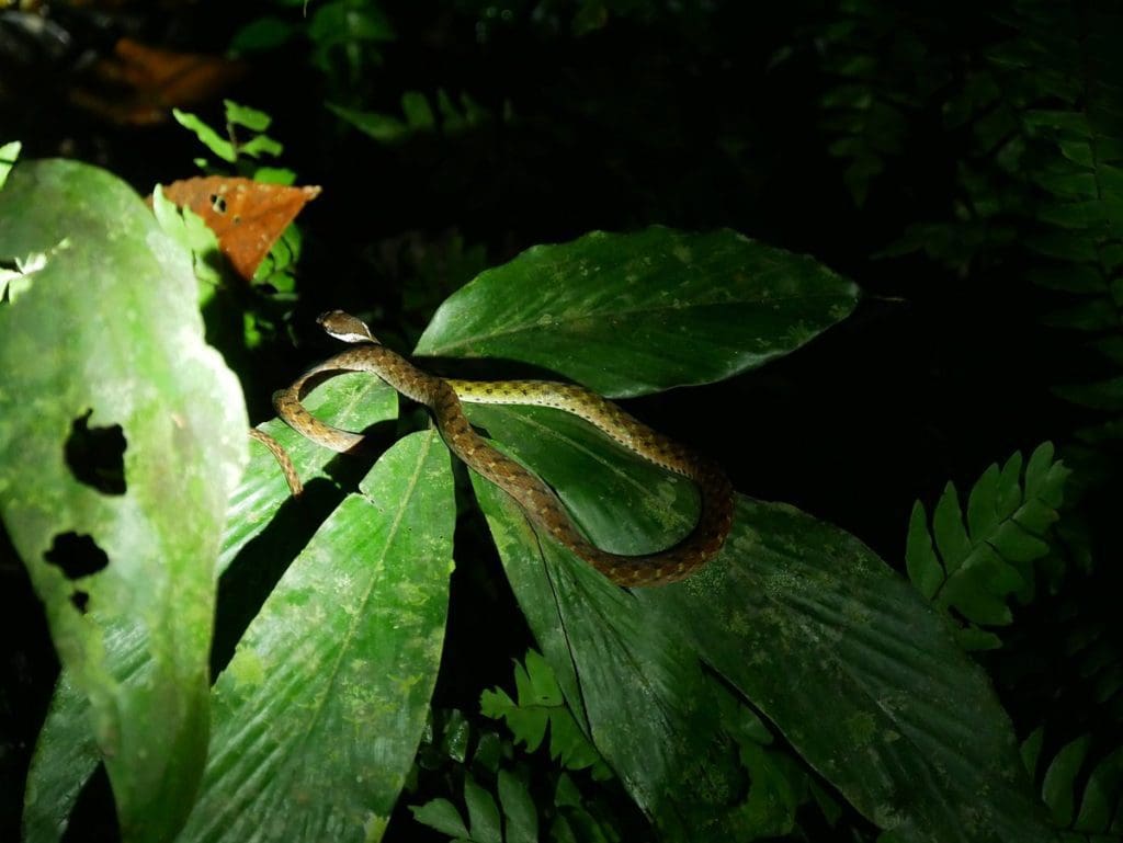 Taman Negara