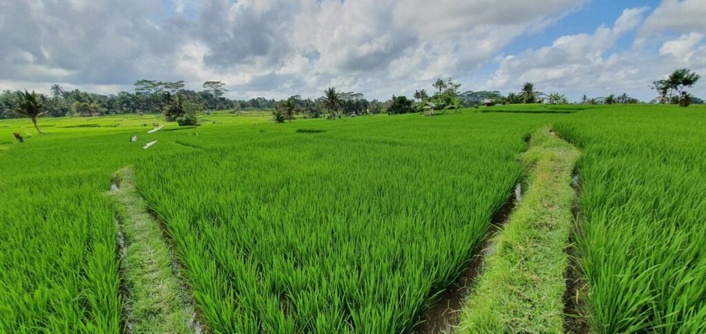 Ubud