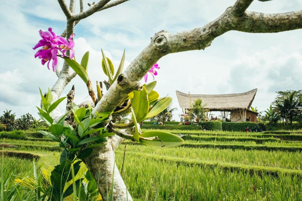 Ubud