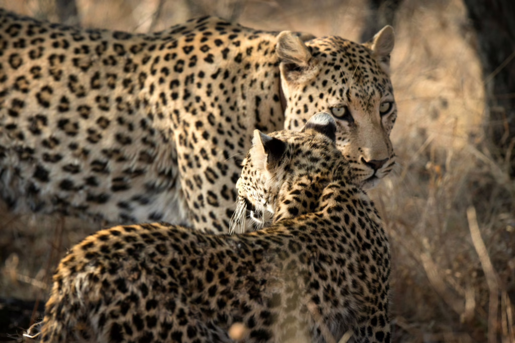 Kruger Park