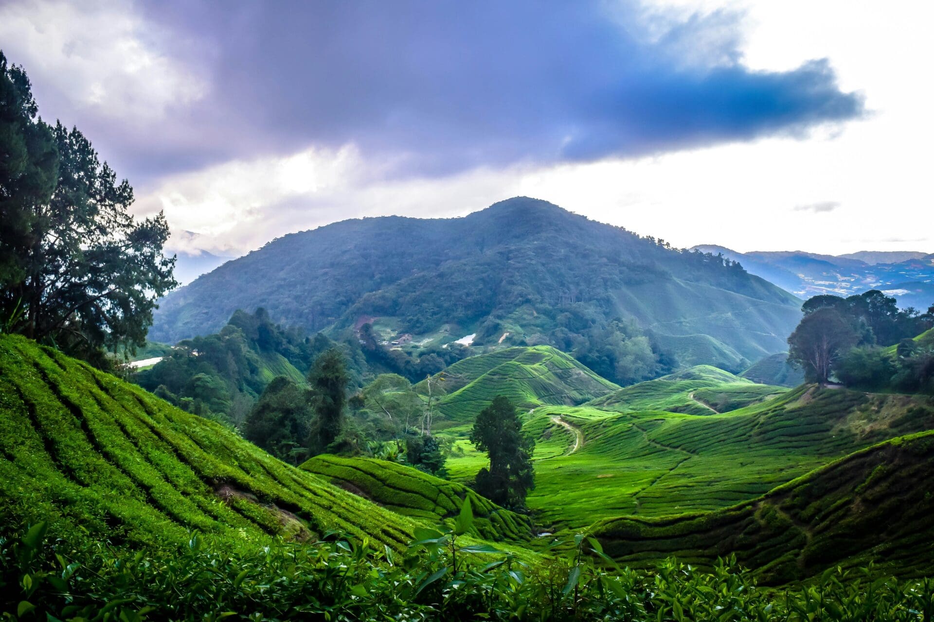 Cameron Highlands