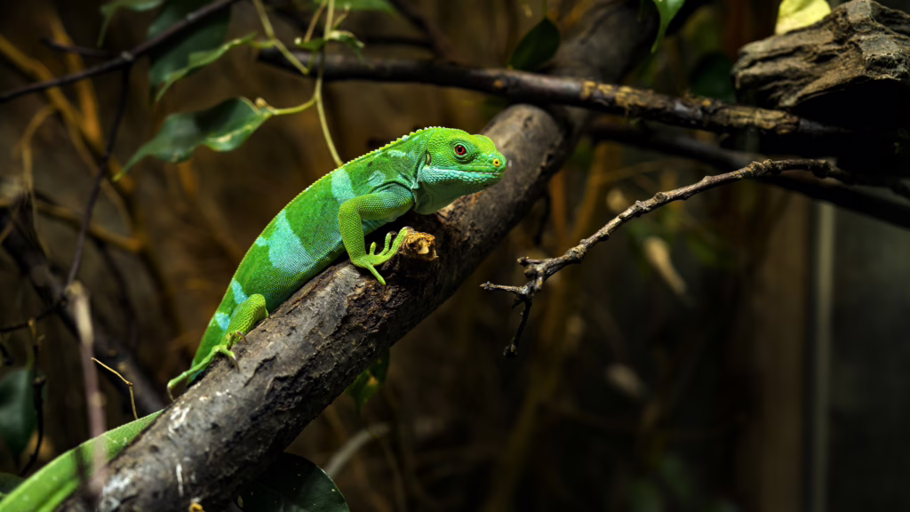 Amazone van Ecuador
