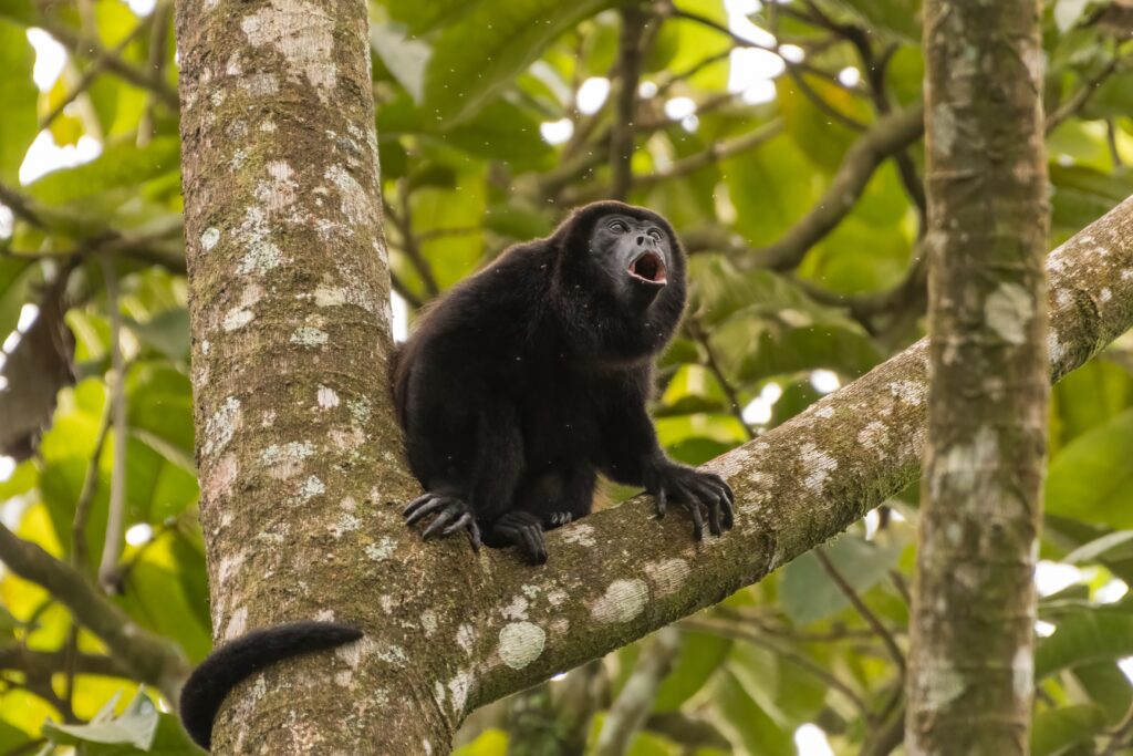 La Fortuna