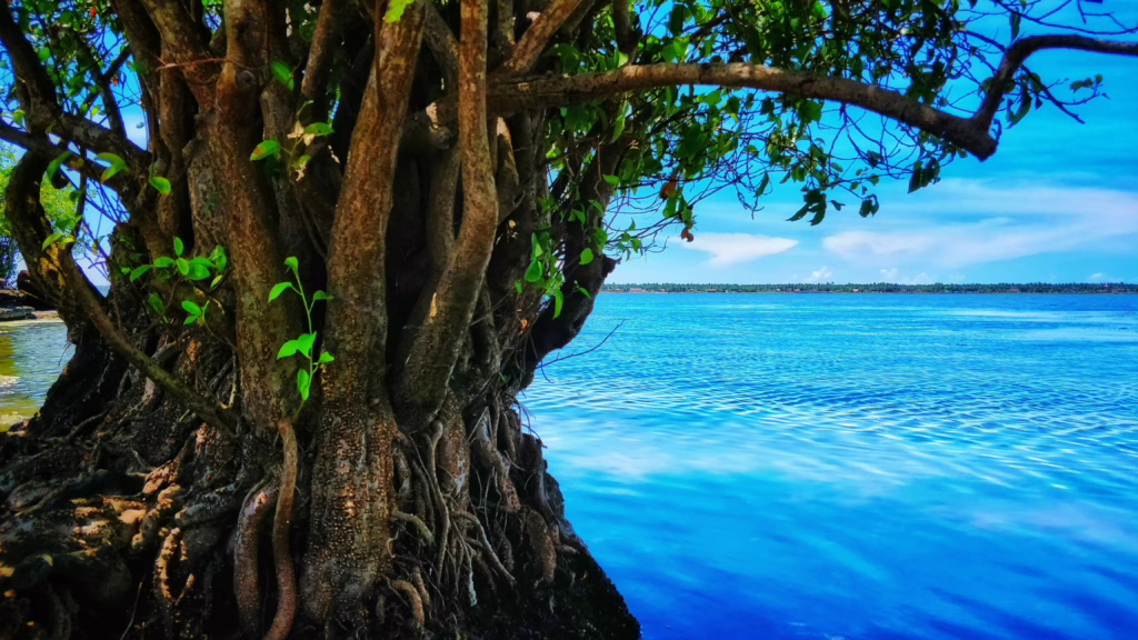 Arugam Bay