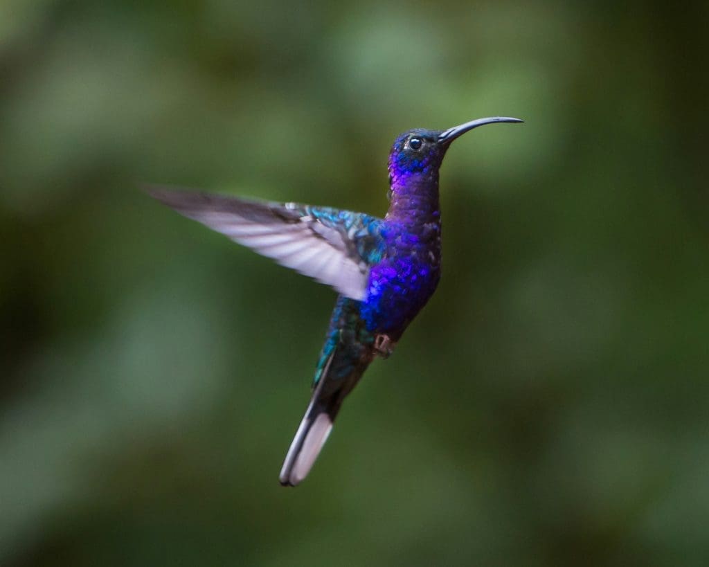 Monteverde