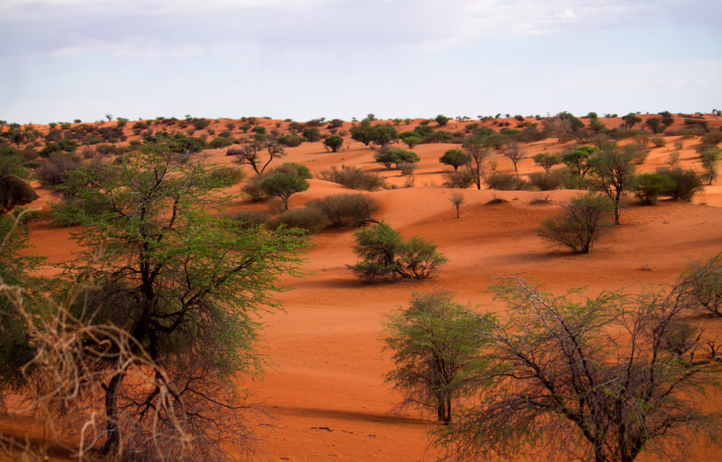 Kalahari