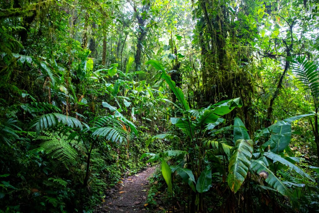 Monteverde
