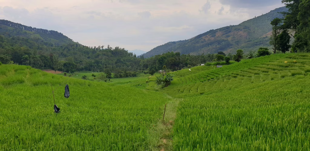 Nuwara Eliya