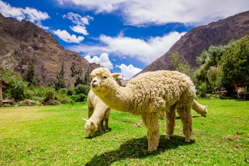 Ollantaytambo