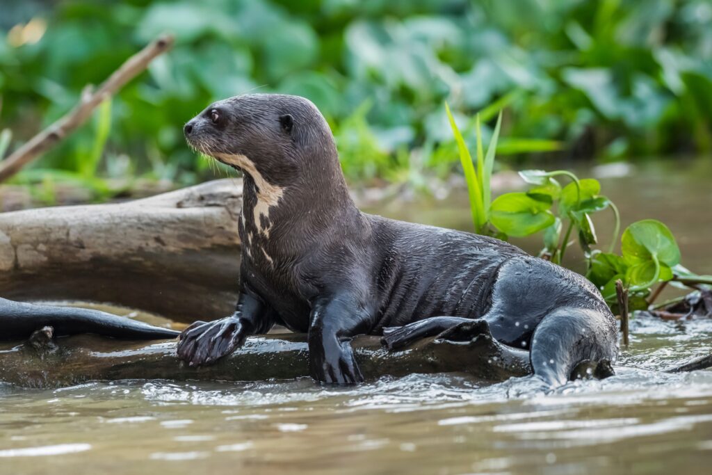 Pantanal