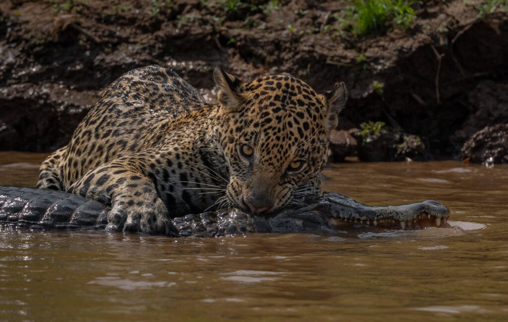 Pantanal