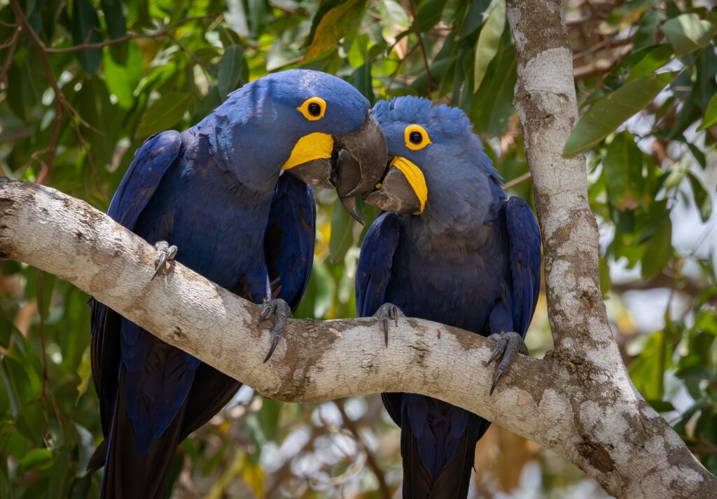 Pantanal