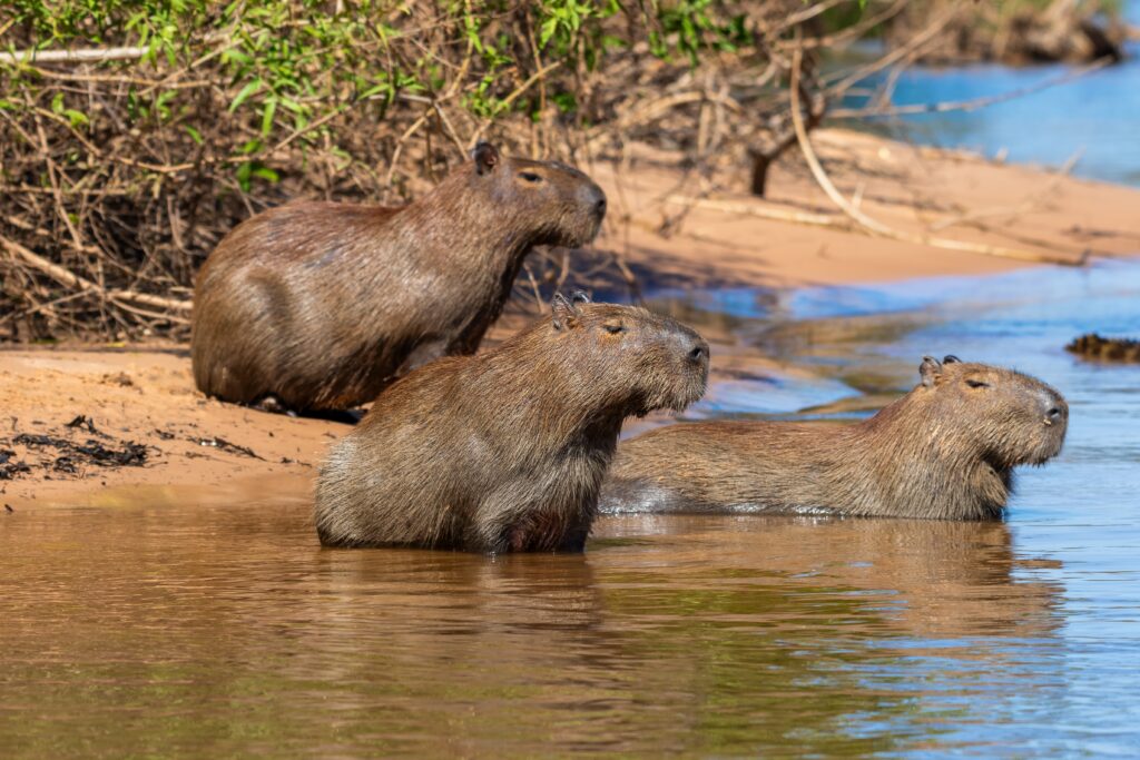 Pantanal