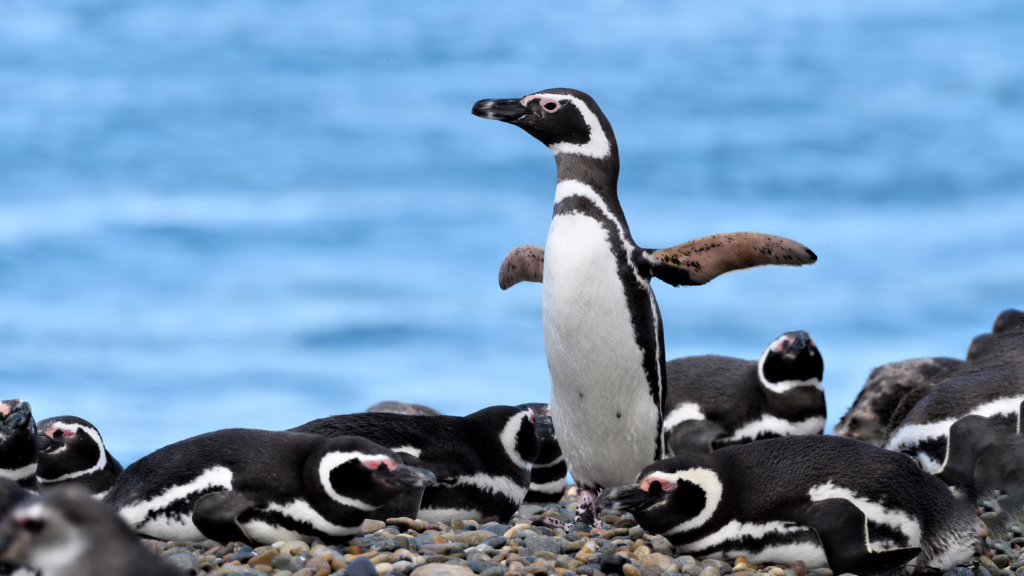 Puerto Madryn