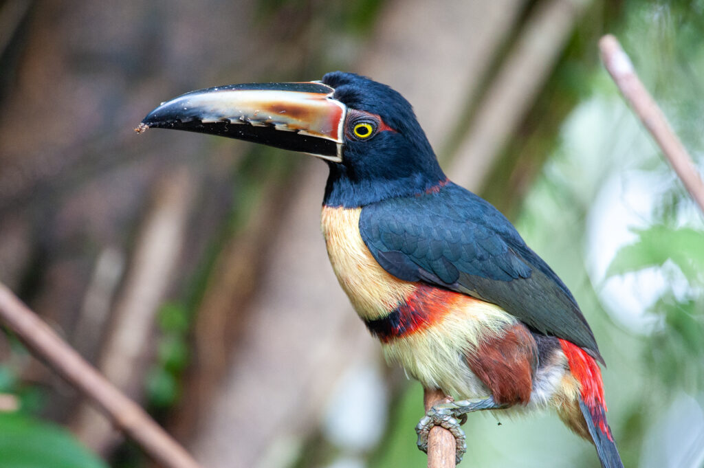 Sarapiquí