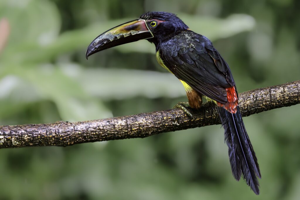 Sarapiquí