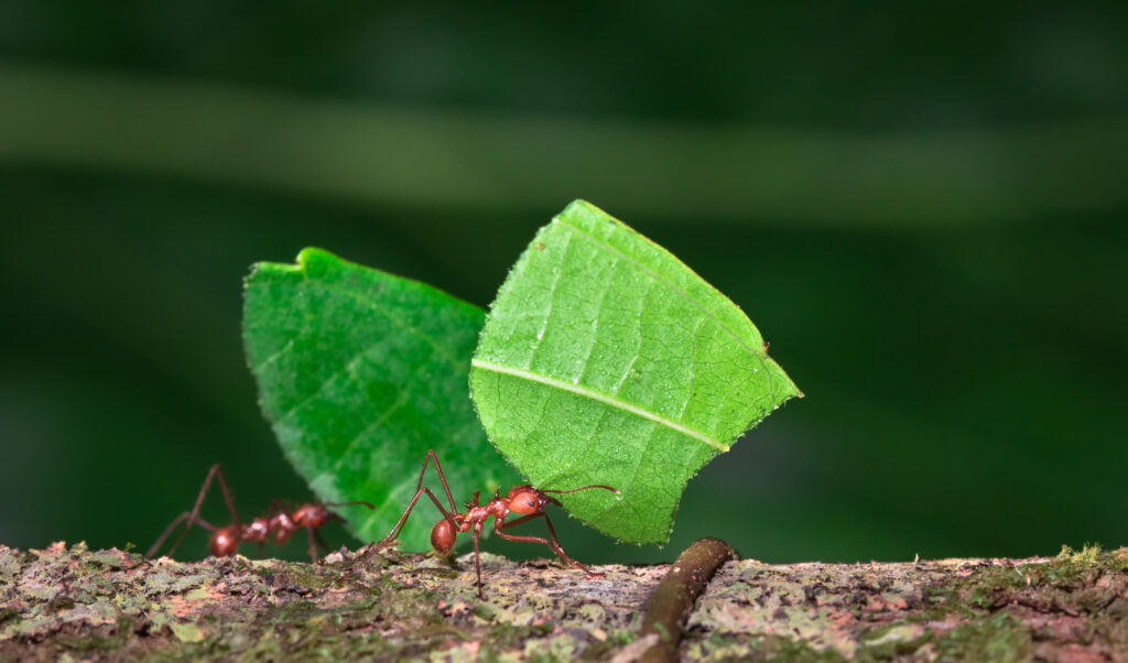 Sarapiquí