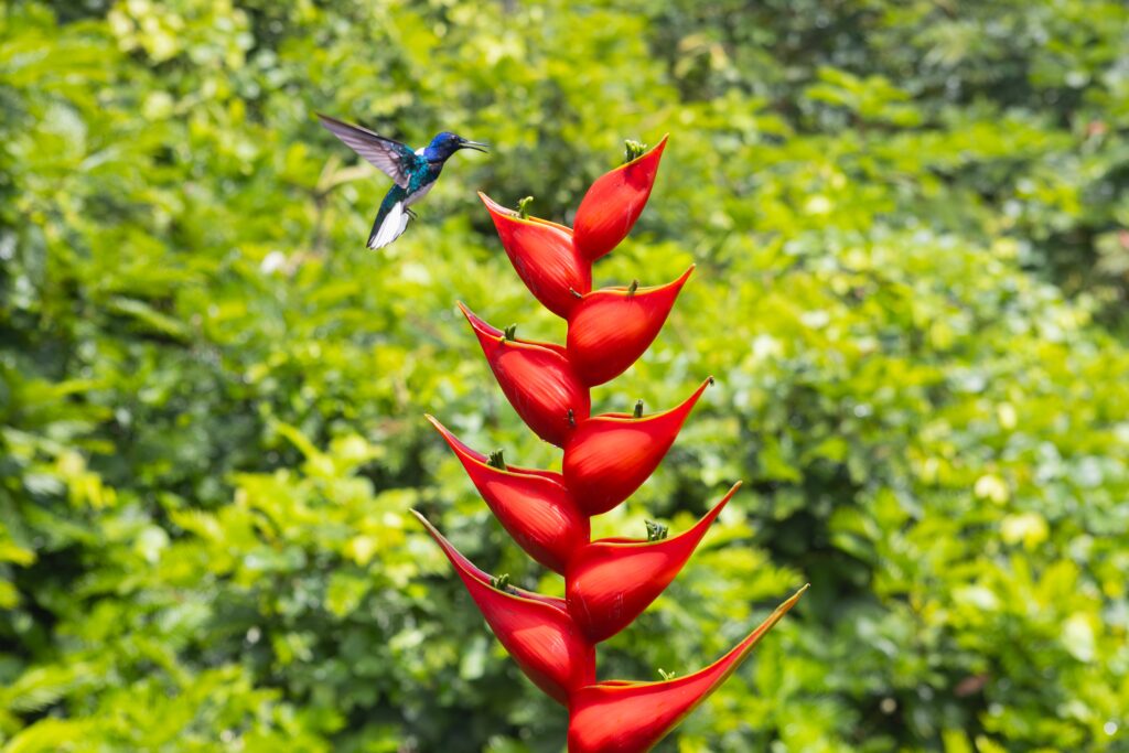 Sarapiquí