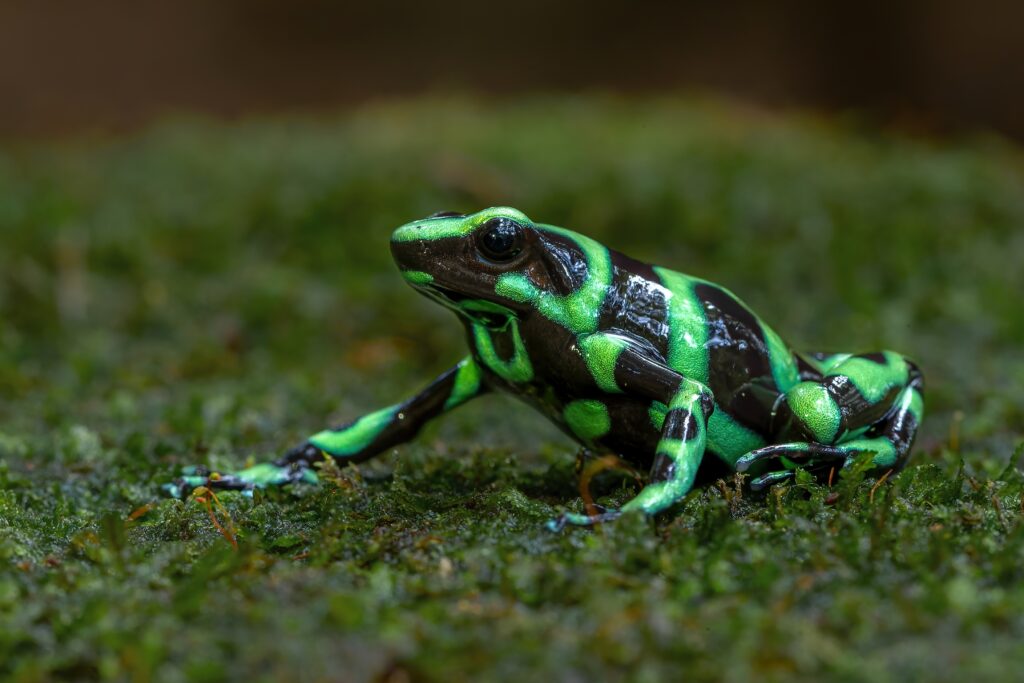Sarapiquí