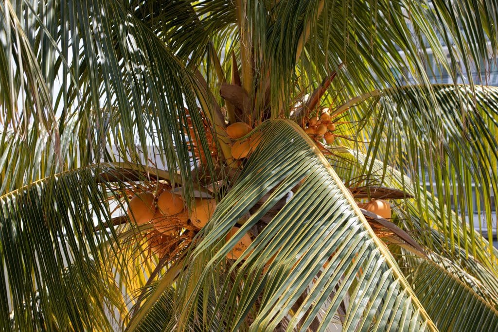 Varadero