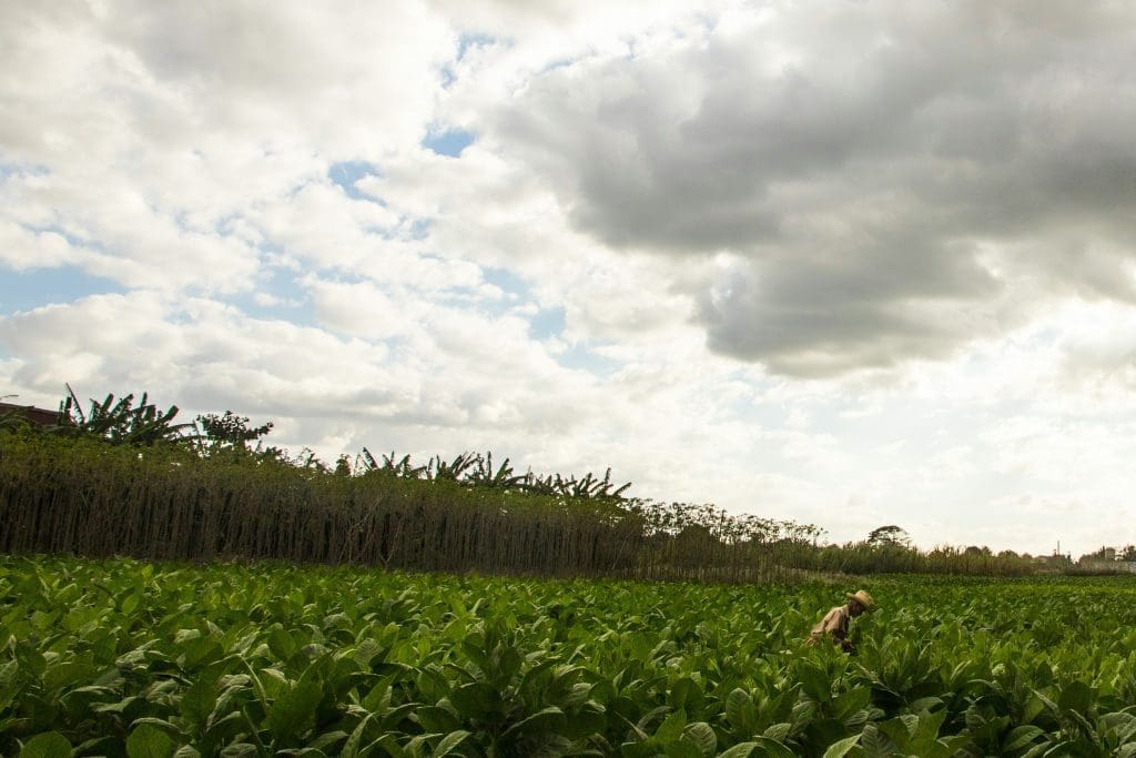 Vinales