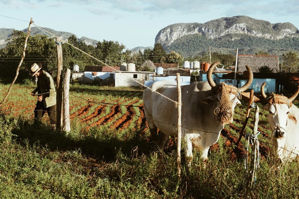 Vinales