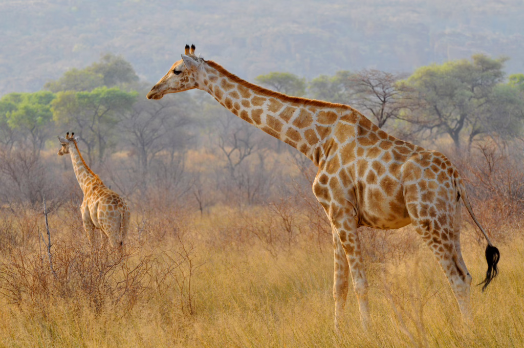 Waterberg Plateau National Park