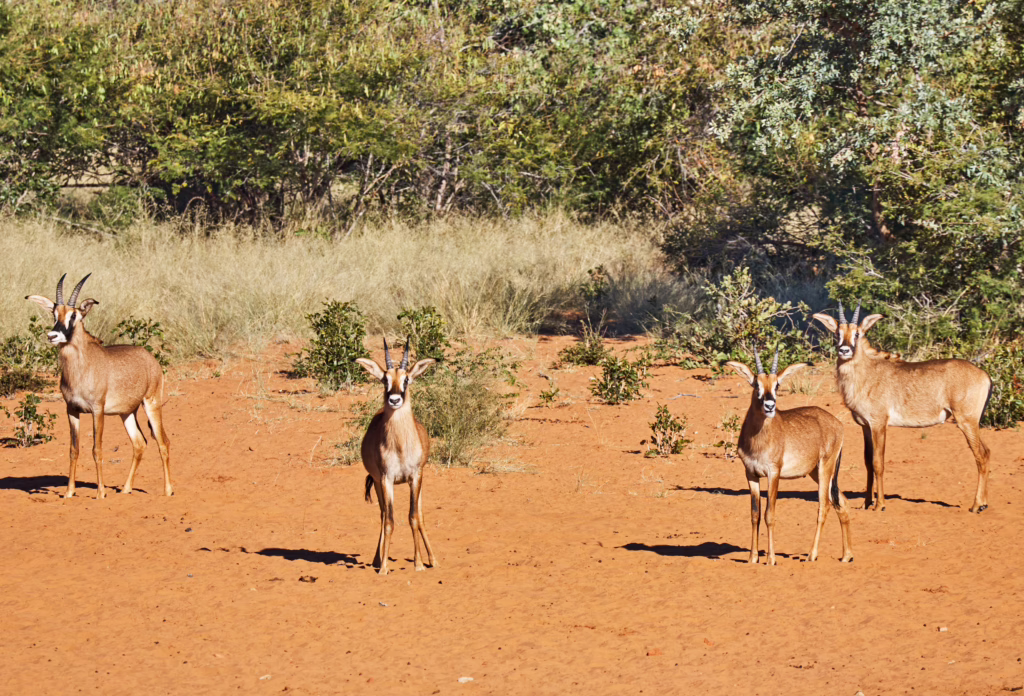 Waterberg Plateau National Park