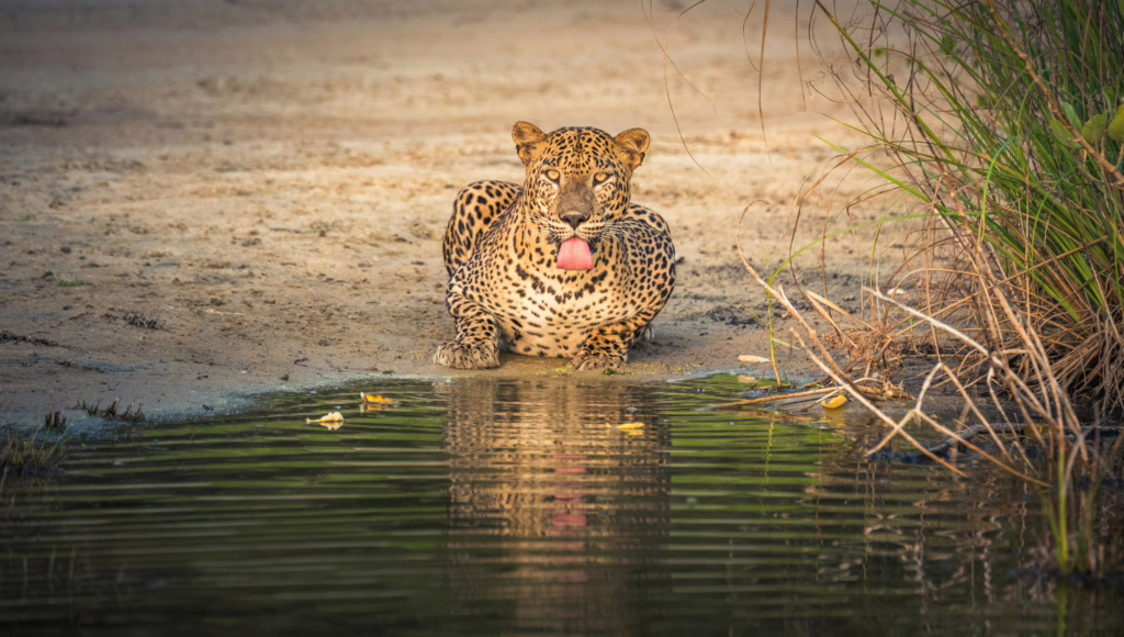 Wilpattu Nationaal Park