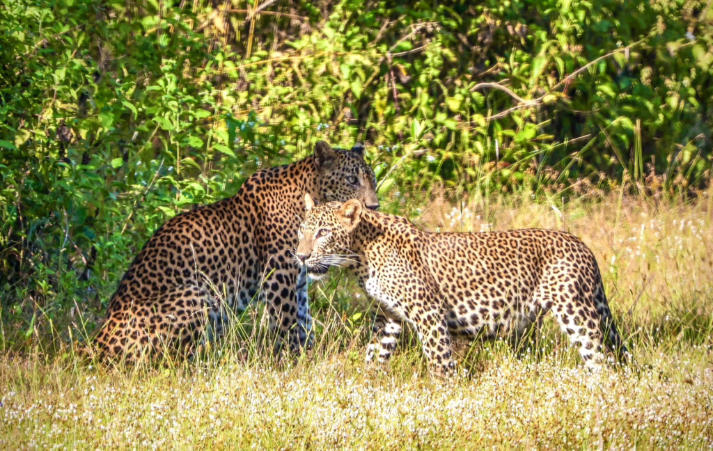 Wilpattu Nationaal Park