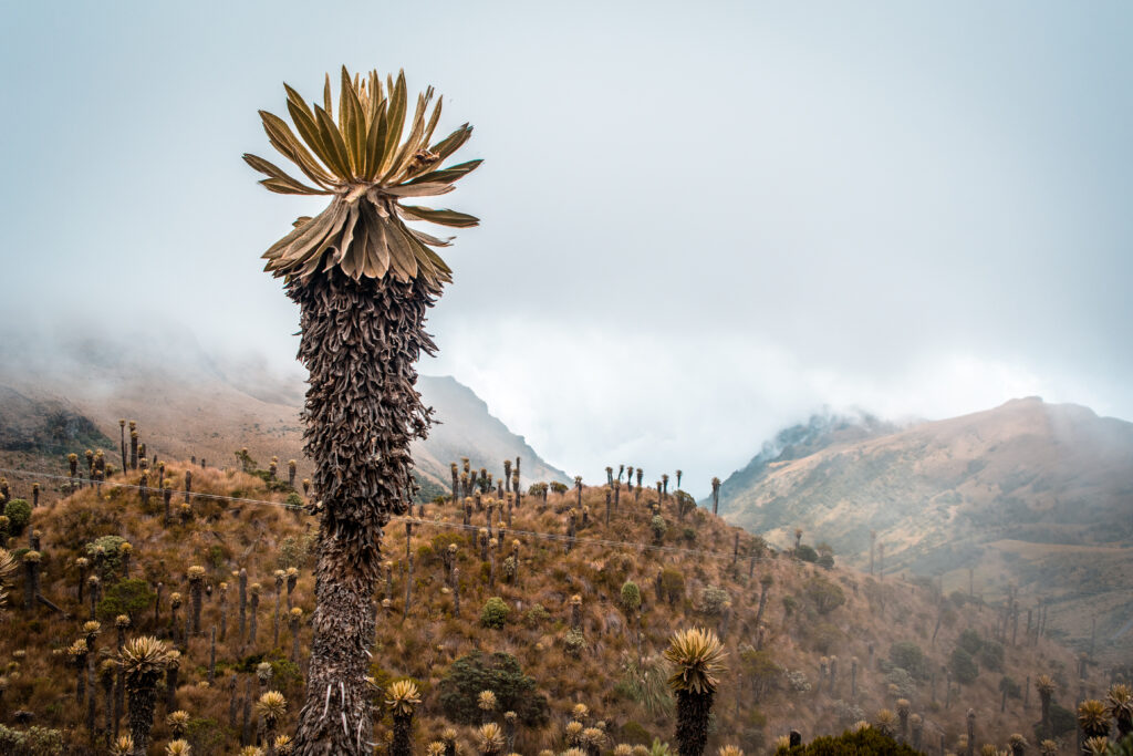 Los Nevados