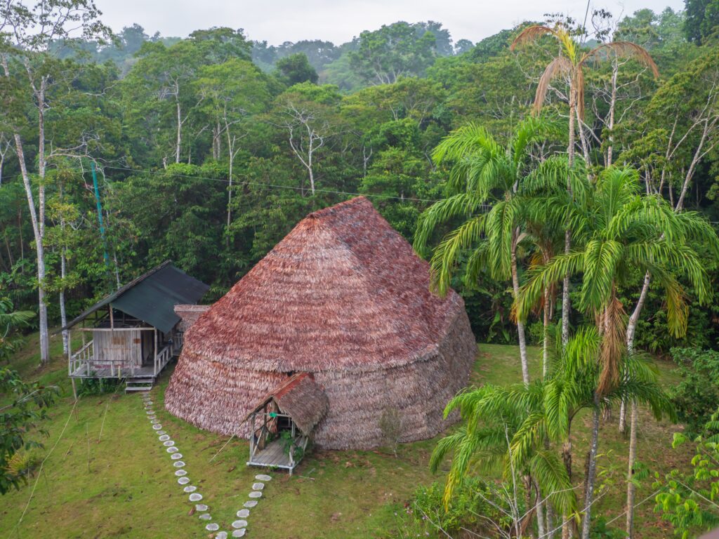 Amazone - Palmari