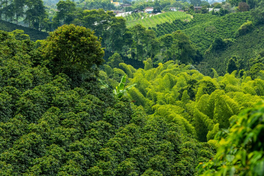 Pereira